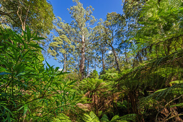 Huge eucalyptus trees and giant fern trees in Maits Rest, Great Otway National Park, Australia
