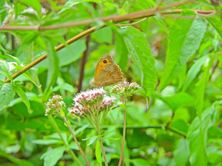 vanessa cardui butterfly macro photo