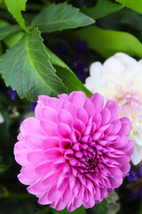 flowers are pink and white dahlias