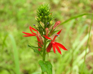 Lobelia cardinalis (Cardinal Flower) Native North American Wetland Wildflower