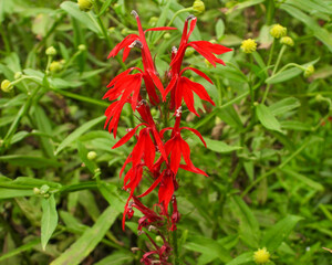 Lobelia cardinalis (Cardinal Flower) Native North American Wetland Wildflower