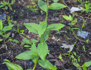 Lobelia cardinalis (Cardinal Flower) Native North American Wetland Wildflower