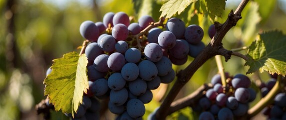 Naklejka premium Grape vine close-up on a vineyard on a sunny day.
