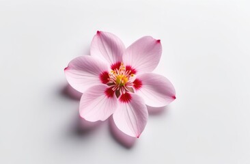 pink cherry blossom on a white isolated background.