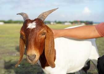 Hands of Goat herder with a Goat in the local farm.