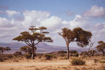 Kenya landscape