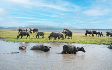 Obraz premium Herd of Thai Buffalo resting, grazing near water and swimming inside a lake at Tha rit campground as know as New Zealand in Thailand in Lopburi Province, Thailand.