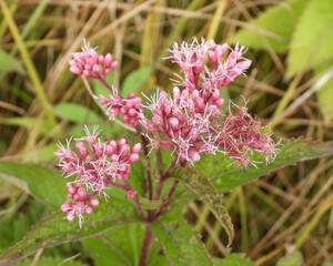 Eutrochium maculatum (Spotted Joe-pye Weed) Native North American Wetland Wildflower