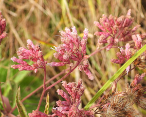 Eutrochium maculatum (Spotted Joe-pye Weed) Native North American Wetland Wildflower