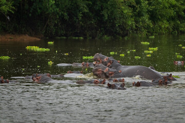 Hippopotamus in the water