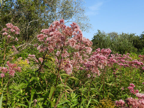 Eutrochium maculatum (Spotted Joe-pye Weed) Native North American Wetland Wildflower