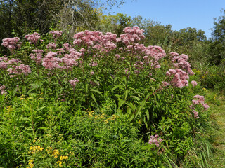 Eutrochium maculatum (Spotted Joe-pye Weed) Native North American Wetland Wildflower
