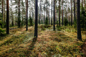 Obraz premium Pine tree forest in autumn