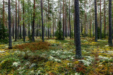 Obraz premium Pine tree forest in autumn