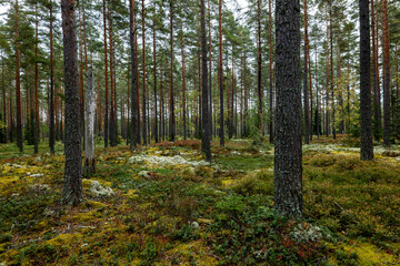 Obraz premium Pine tree forest in autumn