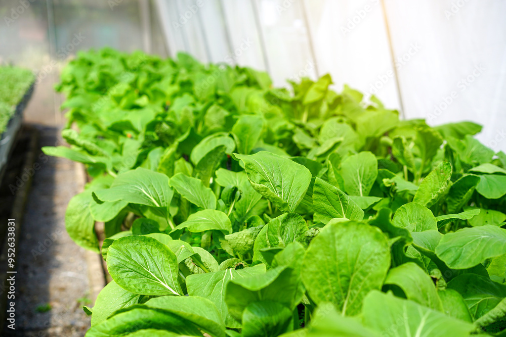 Wall mural fresh green vegetable salad growing in farm.vegetables plantation in garden, organic plant cultivati