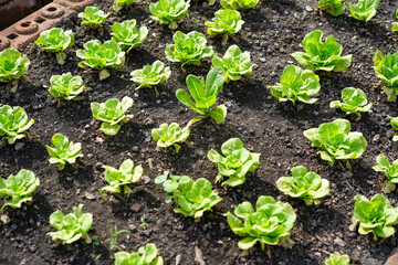 Small seedlings of green vegetable salad growing in farm.Vegetables plantation in garden, Organic plant cultivation greenhouses.