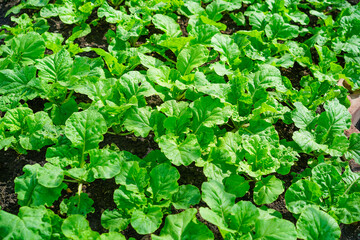 Fototapeta premium Young seedlings of green vegetable salad growing in farm.Vegetables plantation in garden, Organic plant cultivation greenhouses.