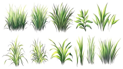 Obraz premium Hand-drawn set of blades of grass