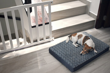 Dog protection gate at home