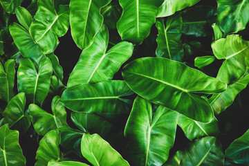 Philodendron burle-marxii is tropical leaves, abstract green leaves texture, green foliage in...