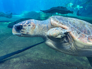 Obraz premium turtle