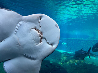 Fototapeta premium A close up view of a sting ray on the other side of the glass at the aquarium