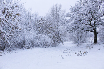 Winter Landscape Trees in Snow. Beautiful winter landscape with snow-covered trees