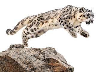 A majestic snow leopard mid-leap from a rocky ledge cut out transparent isolated PNG