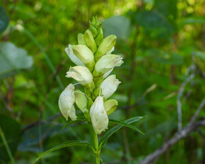 Chelone glabra (White Turtlehead) Native North American Wetland Wildflower