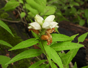 Chelone glabra (White Turtlehead) Native North American Wetland Wildflower