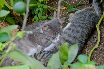 sleeping little gray cats photo