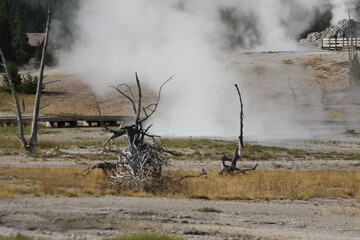 Geysers in Yellowstone National Park, Wyoming