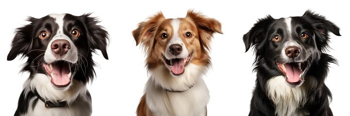 Dogs sit and look cutely at the camera