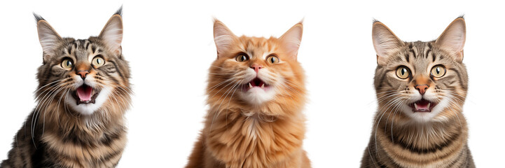 A domestic cat looks at the camera in surprise with its mouth slightly open. Isolated on a transparent background