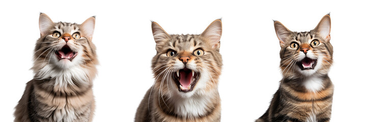 Cat screaming at camera. Transparent background