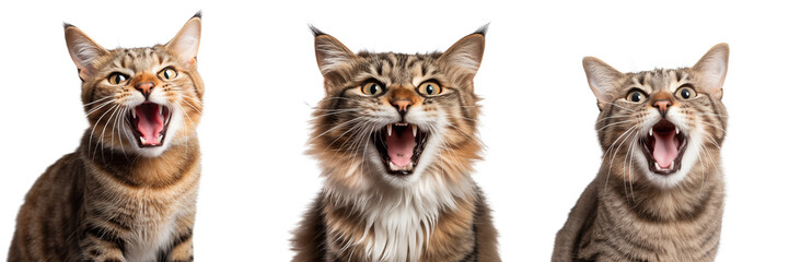 Cats sitting and screaming at the camera. Isolated on a transparent background.