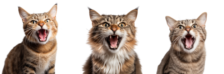 Cats sitting and screaming at the camera. Isolated on a transparent background.