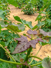 Castor bean plantation in northeastern Brazil. This plant is a viable option in the northeastern semi-arid region as a crop and income for the manufacture of oil and biodiesel.