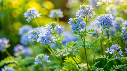 Obraz premium Delicate, pale-blue rue flowers with intricate, fern-like foliage bloom in a lush, sun-drenched garden, evoking a sense of serenity and subtle, rustic charm.