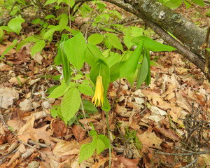 Uvularia grandiflora (Large-flowered Bellwort) Native North American Woodland Spring Wildflower