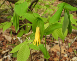 Uvularia grandiflora (Large-flowered Bellwort) Native North American Woodland Spring Wildflower