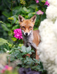 Portrait of a cute red fox cub standing among garden flowers