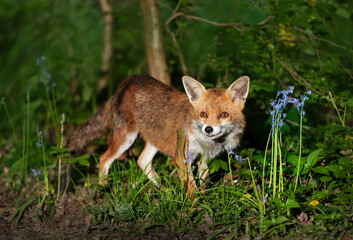 Portrait of a cute red fox amongst bluebells in spring