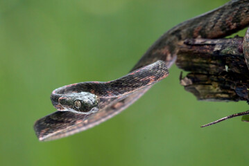 Bengkulu cat snake (Boiga bengkuluensis)  was slithering on a tree branch