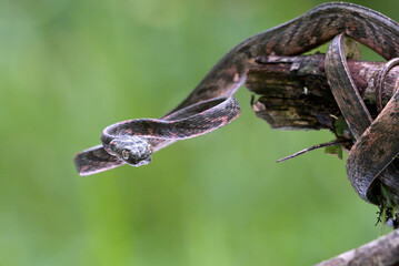 Bengkulu cat snake (Boiga bengkuluensis)  was slithering on a tree branch