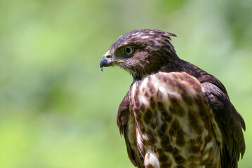 Close up photo of a crested goshawk