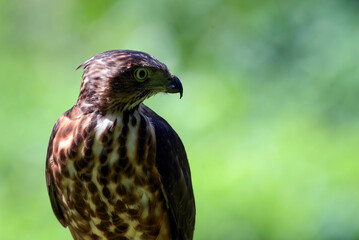 Close up photo of a crested goshawk