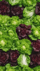 Different types of lettuce on marble