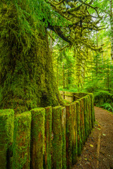 Harris Creek Sitka Spruce